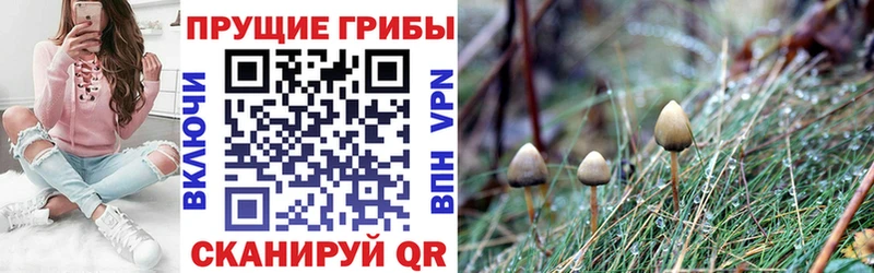 Псилоцибиновые грибы Psilocybine cubensis  Бахчисарай 